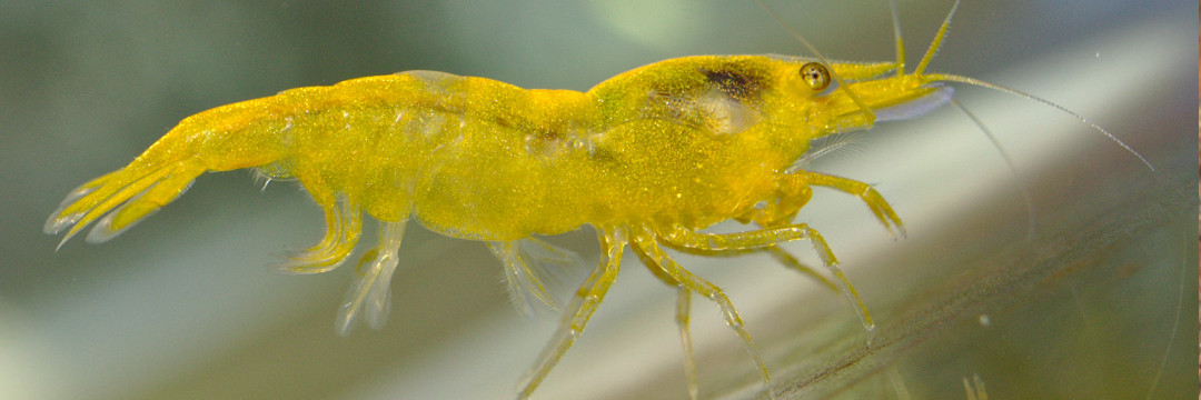 abanner_shrimp2