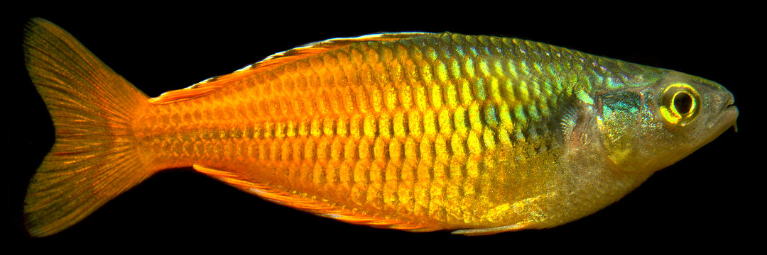 boesemani