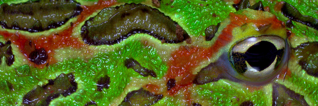 colorfrog