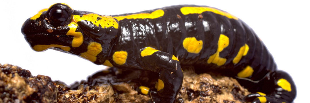 salamandra