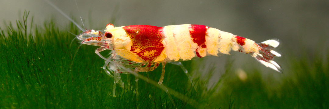 shrimp